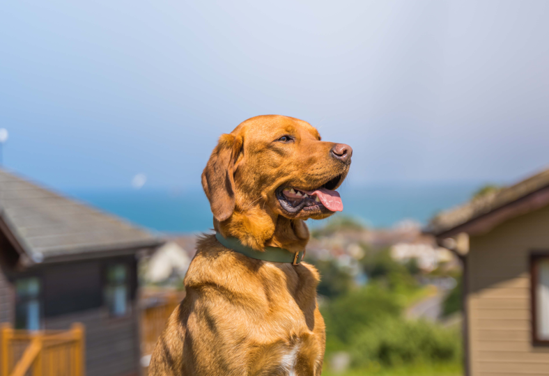 Dog Facilities. Dog Friendly Lodges. Dog Friendly Static Caravans