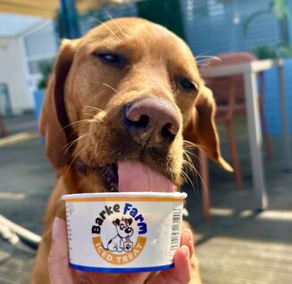 Dog-Friendly Ownership - dog eating