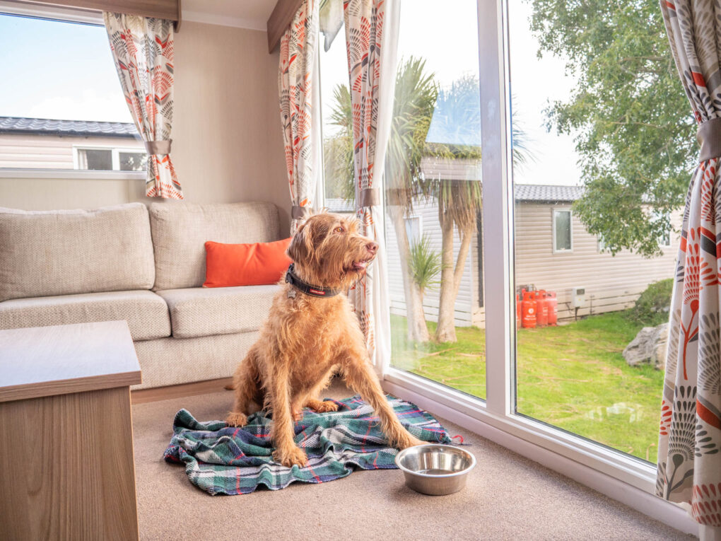 Dog looking out the caravan window in a Dog Friendly Holiday Home in Devon