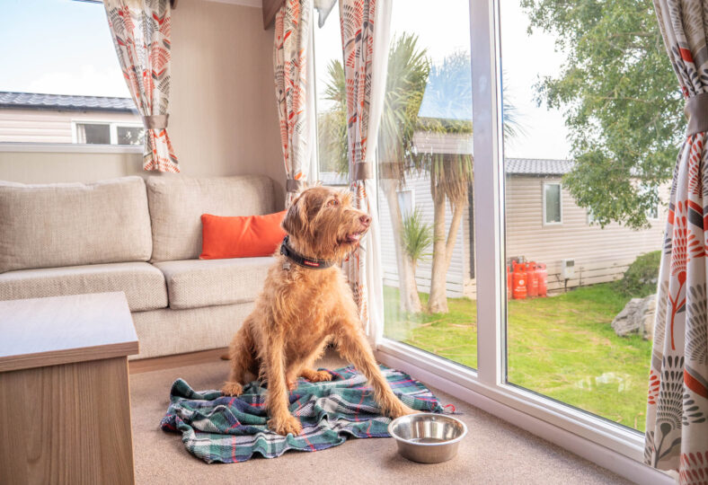 Dog looking out the caravan window in a Dog Friendly Holiday Home in Devon