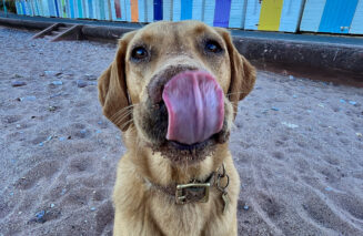 Labrador on Goodrington Beach