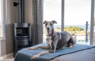 Douglas the dog on the sofa in a lodge