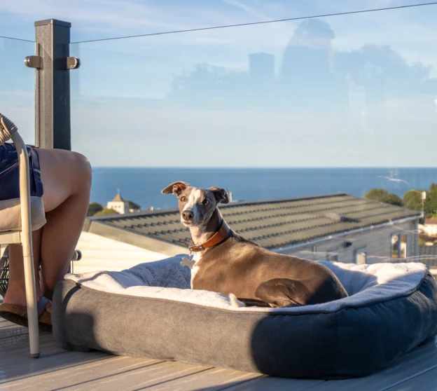 Dog on the Decking of a Seaview lodge Holiday Home