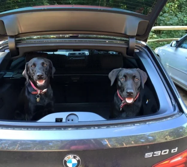 Two black dogs in the back of a car